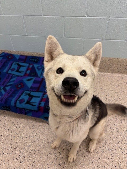 Photo of Taz, adoptable Siberian Husky in Brighton, Colorado