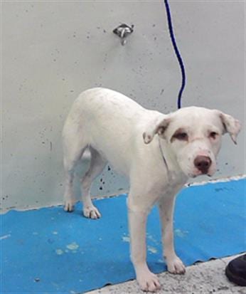 Photo of Luigy, adoptable Labrador Retriever in Houston, Texas