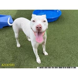 Photo of Stormy, adoptable Mixed Breed (Medium) in West Palm Beach, Florida