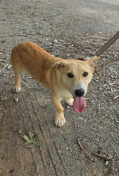 Photo of Roy - At shelter, adoptable Corgi in Rustburg, Virginia