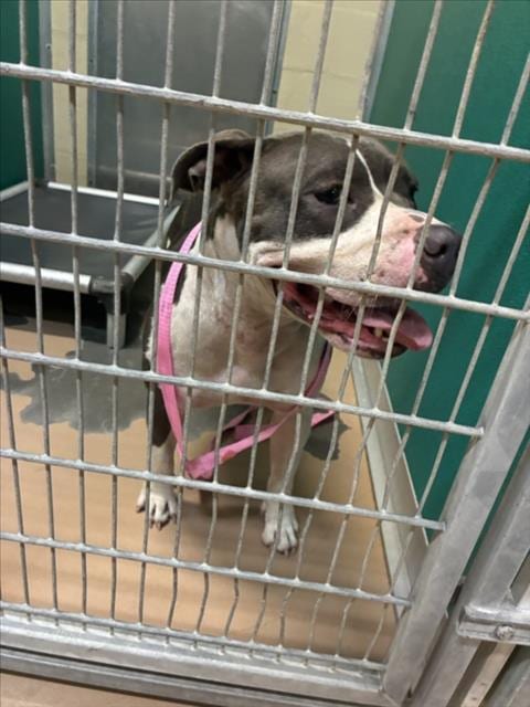 Photo of Smoosh, adoptable Pit Bull Terrier in Texas City, Texas