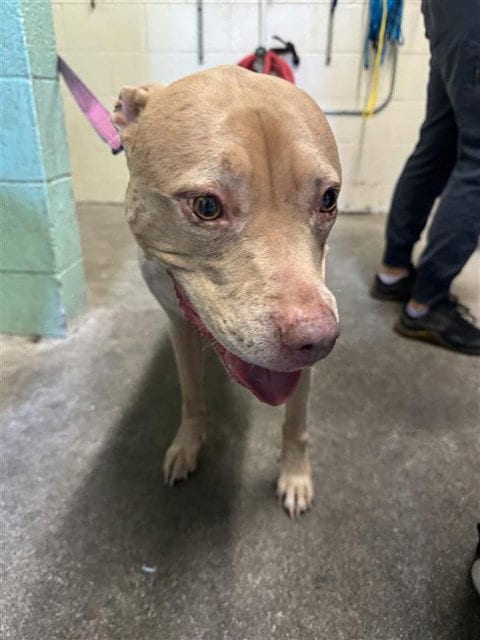 Photo of May, adoptable Pit Bull Terrier in Sacramento, California