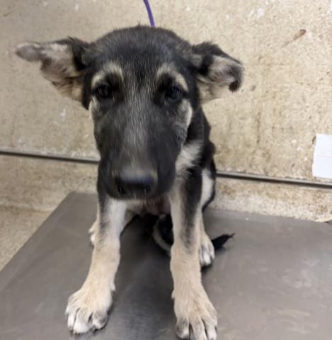 Photo of Muffin, adoptable German Shepherd Dog in Riverside, California