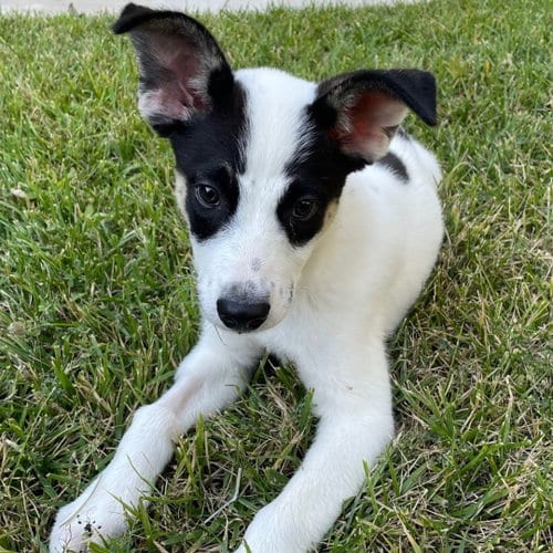Photo of Hope, adoptable Unknown breed in Rancho Santa Fe, California