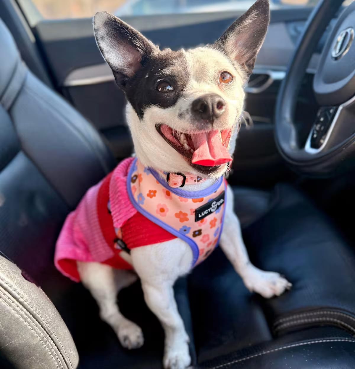 Photo of Citrine, adoptable Chihuahua/Mixed Breed (Small) in Croton on Hudson, New York