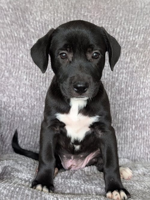 Photo of Heidi - the black and white puppy, adoptable Labrador Retriever in Oakhurst, New Jersey