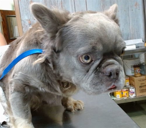 Photo of Pup Cup, adoptable French Bulldog in San Bernardino, California