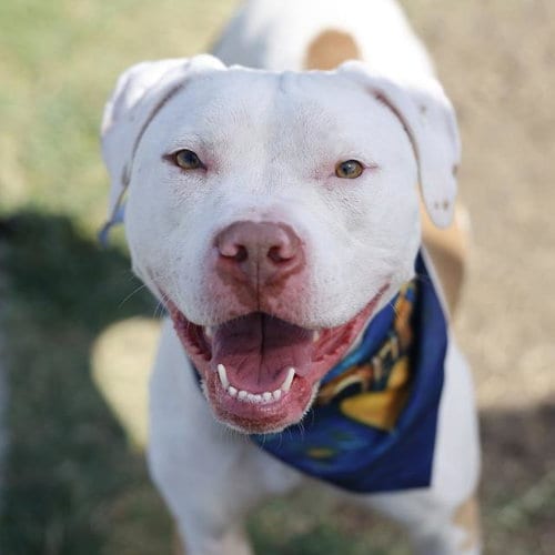 Photo of Neela, adoptable American Staffordshire Terrier in San Antonio, Texas