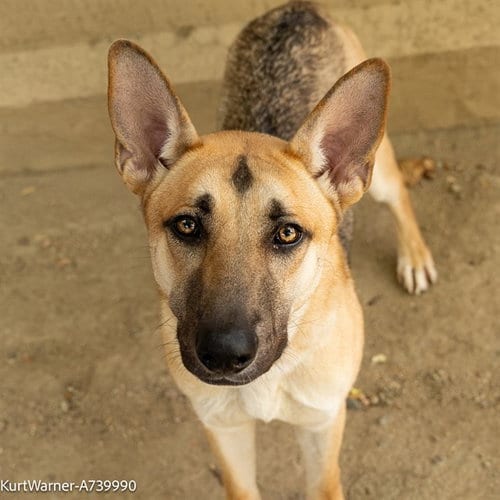 Photo of Kurt Warner, adoptable German Shepherd Dog in Sacramento, California