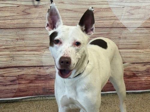Photo of Aria, adoptable Pit Bull Terrier in Miami, Florida