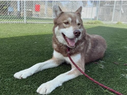 Photo of Doug, adoptable Siberian Husky in Los Angeles, California