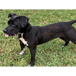 Photo of Molly, adoptable Labrador Retriever in Texas City, Texas