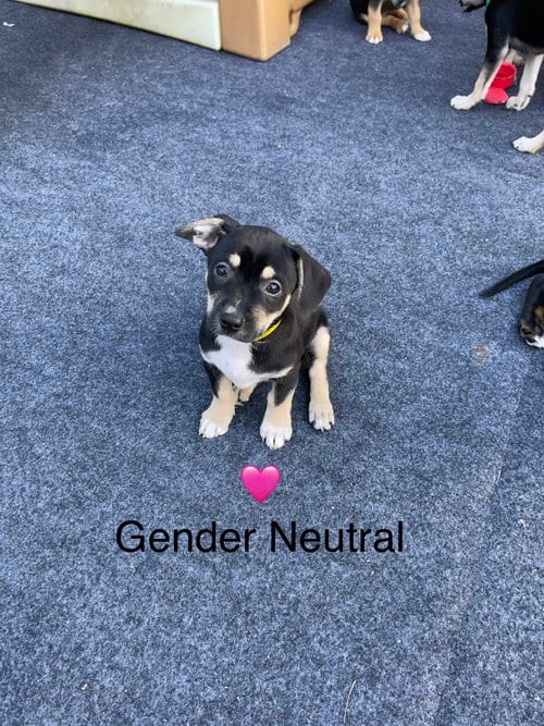 Photo of Gender Neutral, adoptable Chihuahua in Newark, Delaware