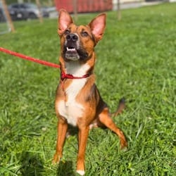 Photo of Bryson, adoptable Mixed Breed (Medium) in Frederick, Maryland