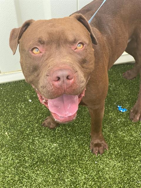 Photo of Buster, adoptable Pit Bull Terrier in Fayetteville, North Carolina
