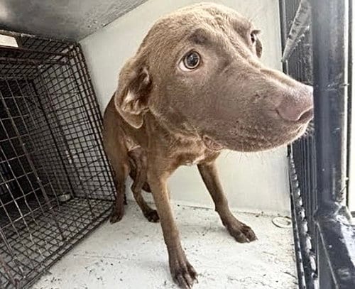Photo of A661527, adoptable Labrador Retriever in Houston, Texas