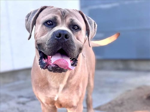 Photo of Bentley, adoptable Mastiff in San Pedro, California