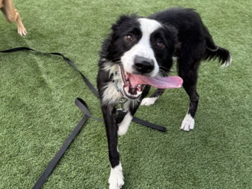 Photo of Oso, adoptable Border Collie in Los Angeles, California