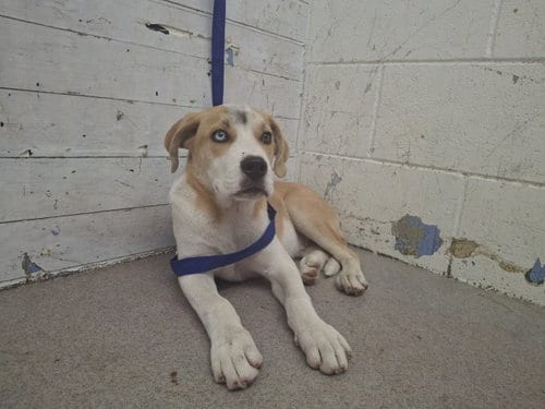 Photo of Sylar, adoptable German Shepherd Dog in San Bernardino, California