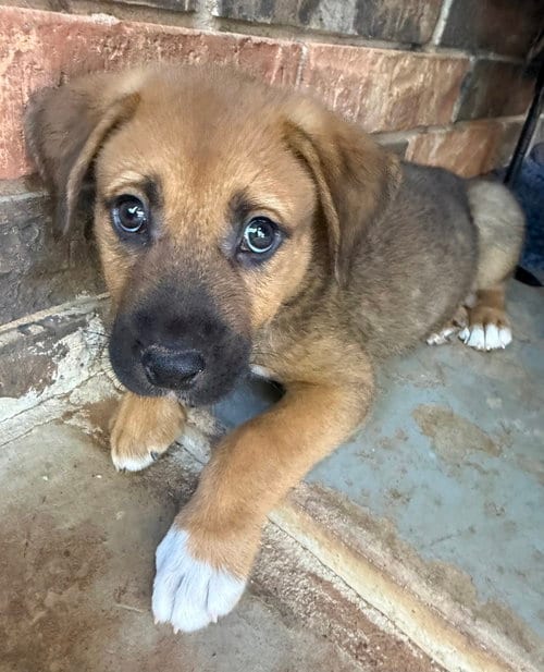 Photo of Gus, adoptable Shepherd in OKLAHOMA CITY, Oklahoma