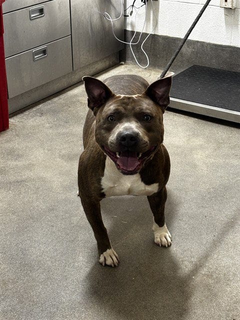 Photo of Cash, adoptable Pit Bull Terrier in Forestville, Maryland