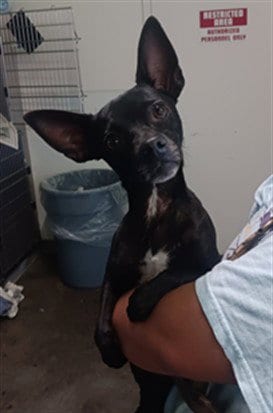 Photo of Babes, adoptable Chihuahua in Los Angeles, California