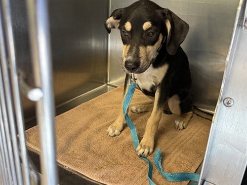 Photo of Elmo, adoptable American Staffordshire Terrier in Grand Prairie, Texas