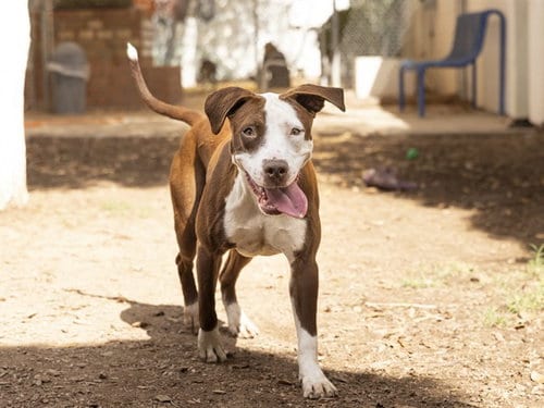 Photo of Chicka, adoptable American Pit Bull Terrier in Phoenix, Arizona