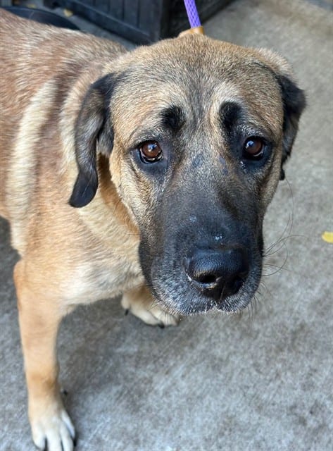 Photo of Alexa, adoptable German Shepherd Dog and American Staffordshire Terrier in Chicago, Illinois
