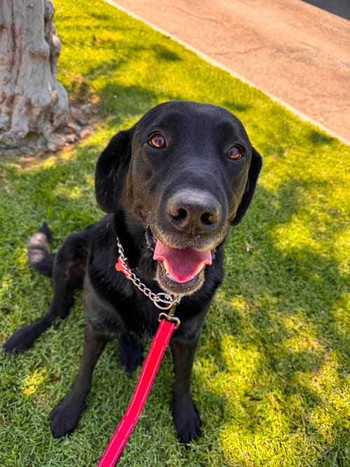 Photo of Bruno, adoptable Labrador Retriever in San Diego, California