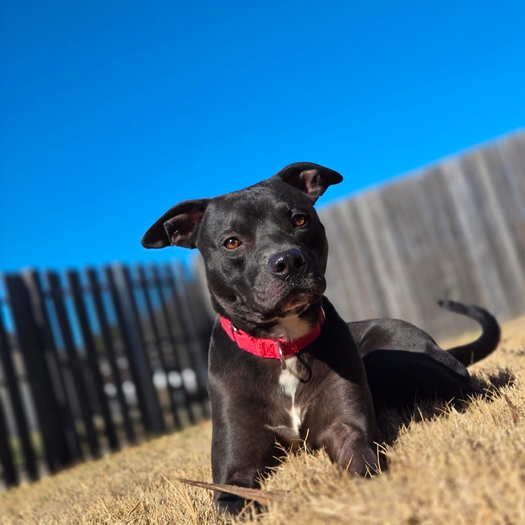 Photo of Pharaoh, adoptable Terrier, Pit Bull / Mix in Weatherford, Texas