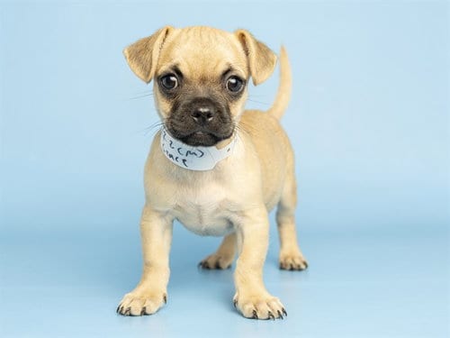 Photo of Grace, adoptable Chihuahua in Phoenix, Arizona