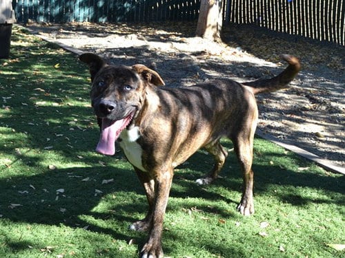 Photo of Elsa, adoptable Pit Bull Terrier in Oroville, California