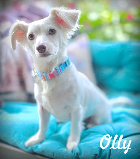 Photo of Olly, adoptable Dachshund in Chino Hills, California