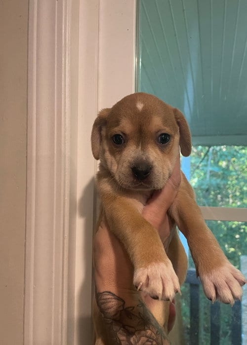 Photo of Pumpkin, adoptable Unknown breed in Holly Springs, North Carolina