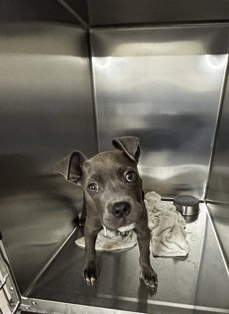 Photo of Fantasia, adoptable Pit Bull Terrier in Forestville, Maryland