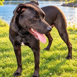 Photo of Rowan, adoptable Hound (Unknown Type) Mixed Breed (Medium) in Indiantown, Florida