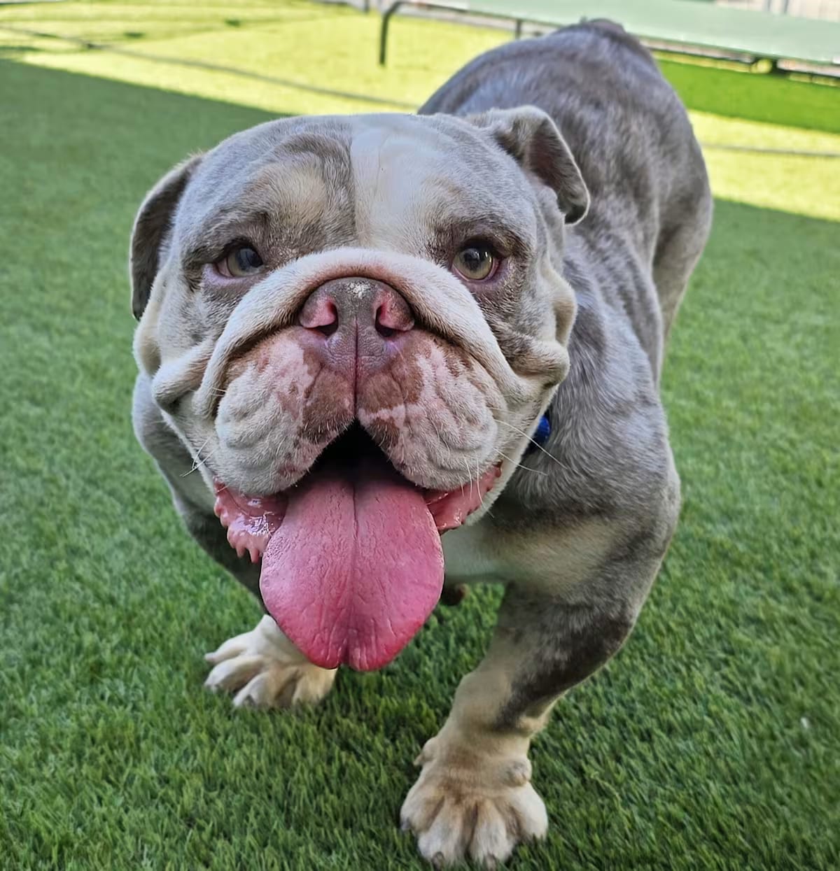 Photo of Helga, adoptable English Bulldog in Los Angeles, California