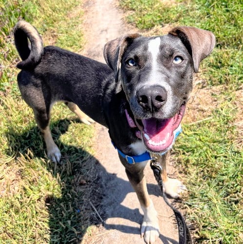 Photo of Minnie Winnie, adoptable American Pit Bull Terrier in Oakland, California