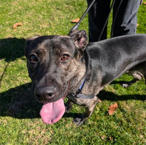 Photo of Coco, adoptable German Shepherd Dog in Alameda, California