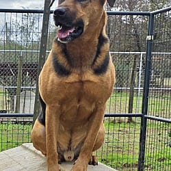 Photo of AJ, adoptable German Shepherd Dog in East Hartford, Connecticut