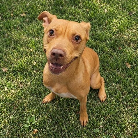 Photo of Morticia, adoptable Pit Bull Terrier in Clinton Township, Michigan