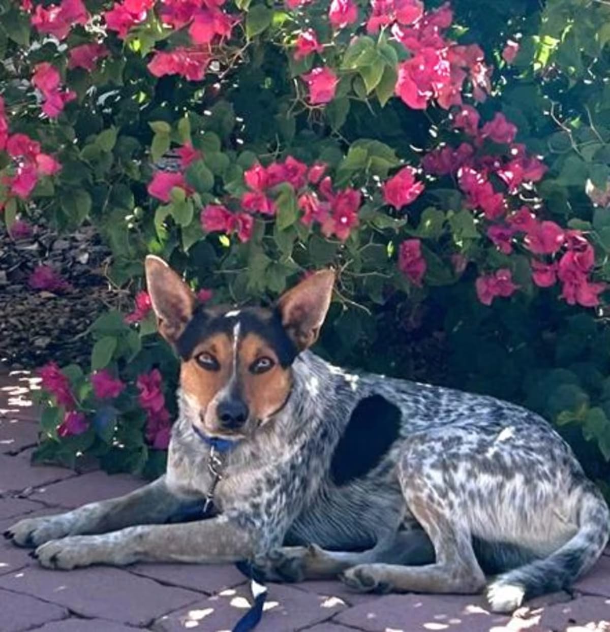 Photo of Bix, adoptable Australian Cattle Dog in Tucson, Arizona