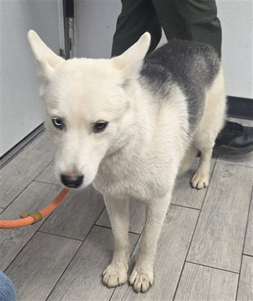Photo of Tala, adoptable Siberian Husky in Lake Isabella, California