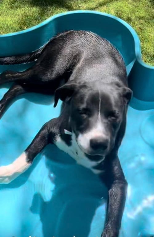 Photo of Sugar (Male), adoptable Labrador Retriever in San Diego, California
