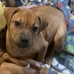 Photo of Mindy, adoptable Boxer in Columbus, North Carolina