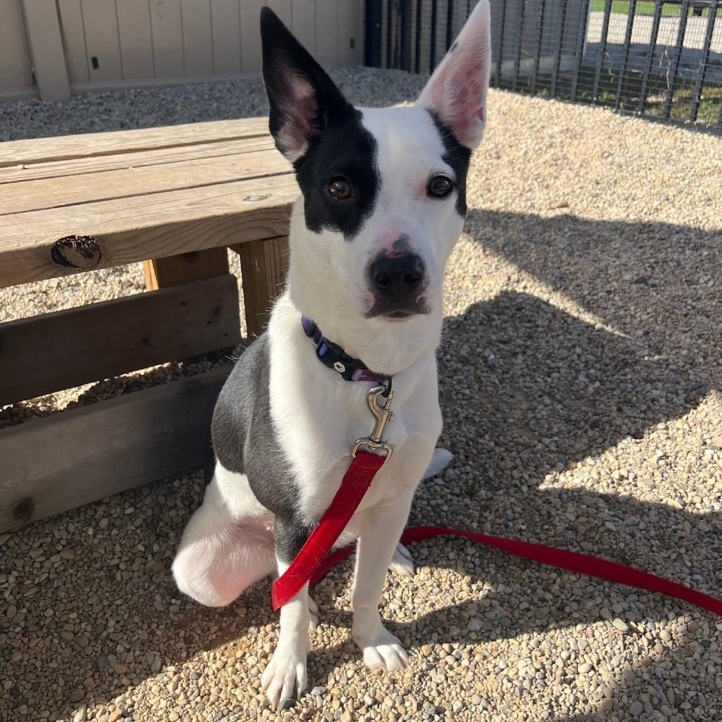 Photo of Ria, adoptable Collie, Border in South Elgin, Illinois