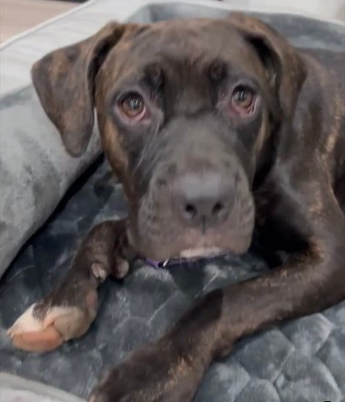Photo of Starla, adoptable Cane Corso Mastiff in Goodyear, Arizona