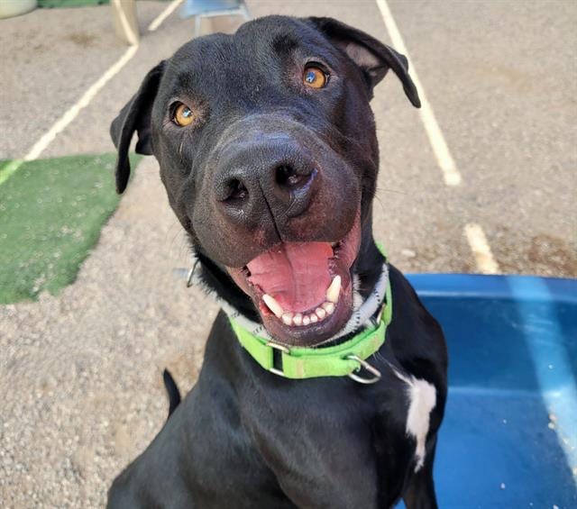 Photo of Steve, adoptable dog