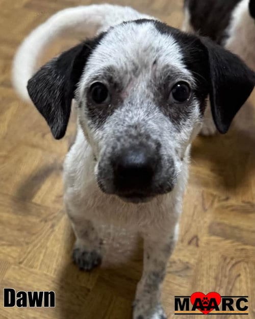 Photo of Dawn, adoptable Cattle Dog in Maryville, Tennessee